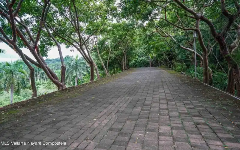 Hacienda's road in the jungle