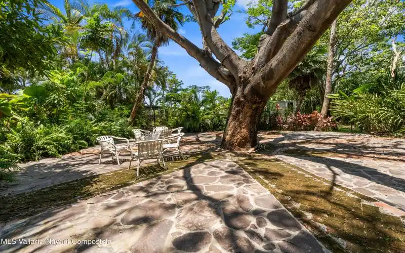 MeditationTree