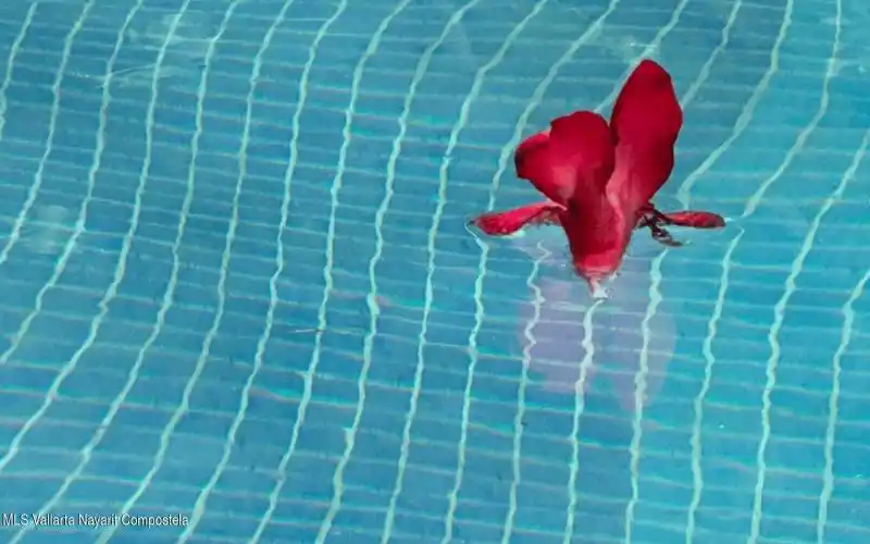 PoolArea+Restaurant (19)