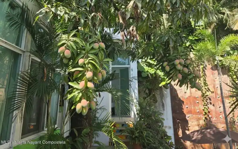 Mango tree