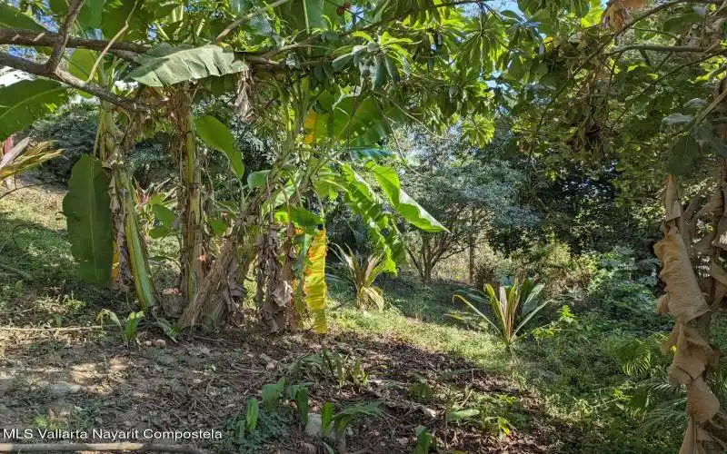 Lote_libertad_for_sale_Sayulita_1